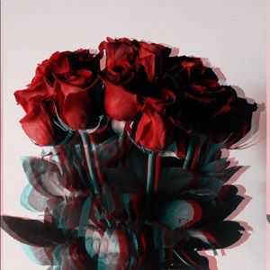 Meet your Posher, Rosa